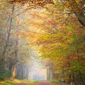 2025-11-07 - Boslaan in de herfst<br/>Erfgooiersbos - Hilversum - Nederland<br/>Canon EOS R5 - 180 mm - f/11.0, 0.2 sec, ISO 400