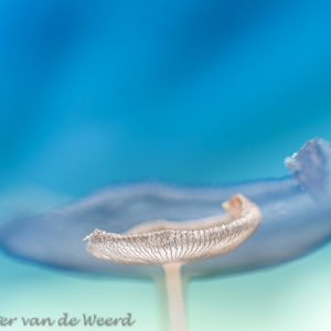 2016-10-07 - Hazenpootje - dubbel belicht in blauwe tinten<br/>Bert Bospad - Westbroek - Nederland<br/>Canon EOS 5D Mark III - 100 mm - f/2.8, 1/40 sec, ISO 200