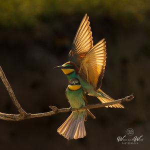 2023-05-25 - Verliefd stelletje bijeneters<br/>Fotohutten Bence Máté - Csongrád - Pejkó Lovas Panzió - Hongarije<br/>Canon EOS R5 - 120 mm - f/4.0, 1/2000 sec, ISO 800