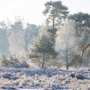 2024-01-19 - Witte winterwereld<br/>Heidestein-Bornia - Zeist-Driebergen - Nederland<br/>Canon EOS R5 - 140 mm - f/8.0, 1/160 sec, ISO 320
