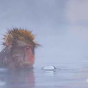 2026-02-14 - Blub<br/>Jigokudani Monkey Park - Yamanouchi - Japan<br/>Canon EOS R5m2 - 500 mm - f/7.1, 1/500 sec, ISO 2000