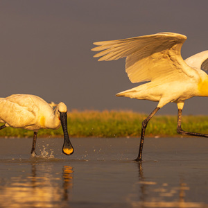 2023-05-27 - Lepelaar on the run<br/>Fotohutten Bence Máté  Theater - Pusztaszer - Hongarije<br/>Canon EOS R5 - 100 mm - f/6.3, 1/800 sec, ISO 400