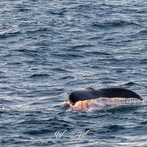 2017-01-03 - De walvissen bleven vrij dicht bij de boot in de buurt<br/>Bransfield Strait - Antarctica<br/>Canon EOS 7D Mark II - 200 mm - f/5.6, 1/250 sec, ISO 1600