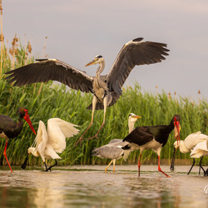 2023-05-27 - Een enorm spektakel met al die vogels<br/>Fotohutten Bence Máté  Theater - Pusztaszer - Hongarije<br/>Canon EOS R5 - 100 mm - f/5.6, 1/1000 sec, ISO 800