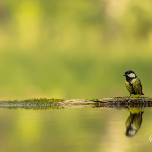 2023-05-26 - Koolmees in het groen-gele bos<br/>Fotohutten Bence Máté  Drinkin - Pusztaszer - Hongarije<br/>Canon EOS R5 - 300 mm - f/5.6, 1/800 sec, ISO 1600