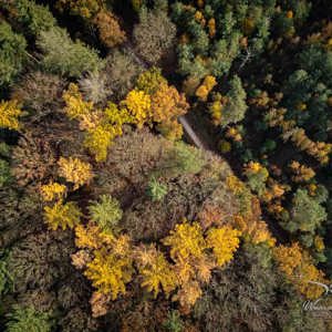 2025-11-07 - Gele cirkel en fietspad<br/>Veluwe - Nederland<br/>DJI Mini 3 Pro - 6.7 mm - f/1.7, 1/160 sec, ISO 100