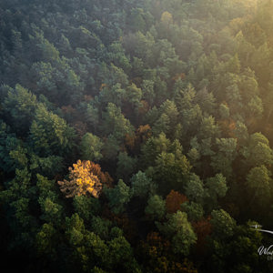 2025-11-07 - Het buitenbeentje<br/>Veluwe - Nederland<br/>DJI Mini 3 Pro - 6.7 mm - f/1.7, 1/90 sec, ISO 100