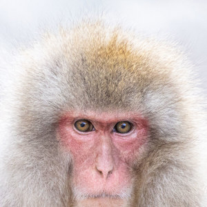2026-02-15 - Indringende blik<br/>Jigokudani Monkey Park - Yamanouchi - Japan<br/>Canon EOS R5m2 - 400 mm - f/7.1, 1/500 sec, ISO 5000
