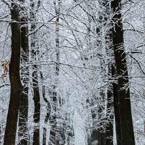 2026-01-03 - Statige bomen in de sneeuw<br/>Zeisterbos - Zeist - Nederland<br/>Canon EOS R6m2 - 87 mm - f/10.0, 0.04 sec, ISO 800