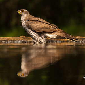 2023-05-22 - Wat een sensatie, een havik begint te badderen<br/>Fotohutten Bence Máté - Drinki - Pusztaszer - Hongarije<br/>Canon EOS R5 - 200 mm - f/5.0, 1/200 sec, ISO 200