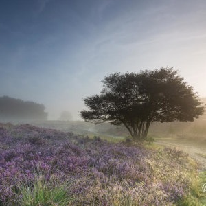 2021-08-25 - Landschap met krentenboom tussen de paarse heide<br/>Zuiderheide - Hilversum - Nederland<br/>Canon EOS 5D Mark III - 19 mm - f/11.0, 1/15 sec, ISO 100