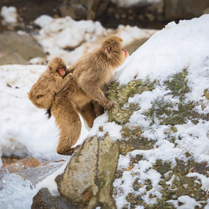 2026-02-14 - Het kleintje zat lekker op moeders rug<br/>Jigokudani Monkey Park - Yamanouchi - Japan<br/>Canon EOS R5m2 - 300 mm - f/6.3, 1/800 sec, ISO 640