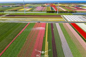 Bollenvelden Noord-Holland - Nederland 2025
