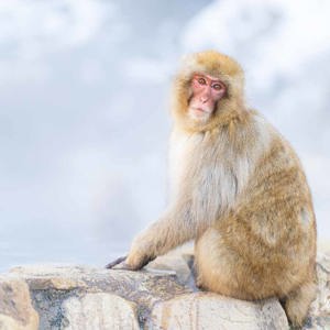 2026-02-13 - Mooi zacht licht door de stoom en sneeuw<br/>Jigokudani Monkey Park - Yamanouchi - Japan<br/>Canon EOS R5m2 - 115 mm - f/2.8, 1/160 sec, ISO 400