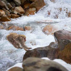 2026-02-15 - De apen springen zo over de rivier<br/>Jigokudani Monkey Park - Yamanouchi - Japan<br/>Canon EOS R5m2 - 114 mm - f/5.0, 1/2500 sec, ISO 4000