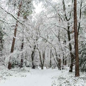 2026-01-03 - Alles is wit<br/>Zeisterbos - Zeist - Nederland<br/>Canon EOS R6m2 - 24 mm - f/8.0, 0.05 sec, ISO 800