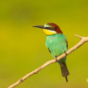 2023-05-24 - Bijeneter portret<br/>Fotohutten Bence Máté - Csongrád - Pejkó Lovas Panzió - Hongarije<br/>Canon EOS R5 - 400 mm - f/5.6, 1/400 sec, ISO 800