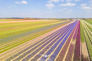 Bollen- en tulpenvelden - Nederland (2023)