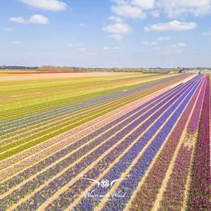 2023-04-18 - Kleurige lijnenspek van de bloembollen, met drone gefotografeerd<br/><br/>FC3582 - 6.7 mm - f/1.7, 1/1500 sec, ISO 100