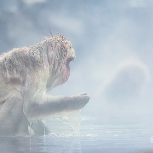2026-02-15 - Lekker in het warme, stomende water<br/>Jigokudani Monkey Park - Yamanouchi - Japan<br/>Canon EOS R5m2 - 343 mm - f/5.6, 1/500 sec, ISO 1250