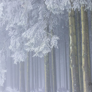 2022-01-21 - Lijnenspel van bomen en berijpte takken<br/>Baraque Michel - Weismes - België<br/>Canon EOS R5 - 55 mm - f/11.0, 1/80 sec, ISO 5000