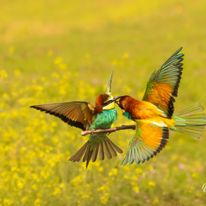 2023-05-24 - Wegwezen, dit is mijn tak!<br/>Fotohutten Bence Máté - Csongrád - Pejkó Lovas Panzió - Hongarije<br/>Canon EOS R5 - 135 mm - f/6.3, 1/2000 sec, ISO 1600