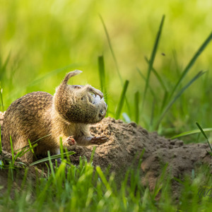 2023-05-25 - Siesel moeder verplaatstt haar kleintje naar een ander hol<br/>Fotohutten Bence Máté - Farm - Pusztaszer - Hongarije<br/>Canon EOS R5 - 400 mm - f/5.6, 1/2000 sec, ISO 3200