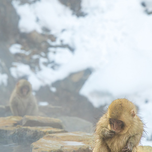 2026-02-14 - Het kleintje zocht etensrestjes op de stenen<br/>Jigokudani Monkey Park - Yamanouchi - Japan<br/>Canon EOS R5m2 - 105 mm - f/7.1, 1/125 sec, ISO 1600