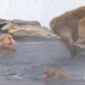2026-02-14 - Begin van een heftig gevecht<br/>Jigokudani Monkey Park - Yamanouchi - Japan<br/>Canon EOS R5m2 - 428 mm - f/6.3, 1/640 sec, ISO 500