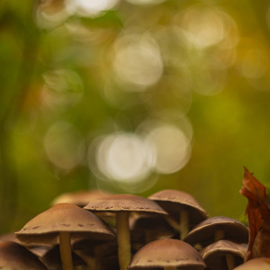 2025-10-10 - Paddenstoelen en bokeh<br/>Krakelingsebos - Zeist - Nederland<br/>Canon EOS R5 -  - , 1/200 sec, ISO 400