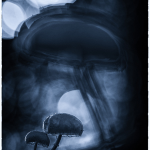 2013-09-30 - Magic Mushrooms (Porceleinzwammen)<br/>Landgoed Moersbergen - Doorn - Nederland<br/>Canon EOS 7D - 100 mm - f/4.0, 1/80 sec, ISO 400