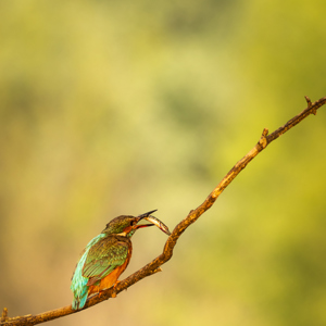 2023-05-22 - IJsvogel met vis<br/>Fotohutten Bence Máté - Kingfi - Pusztaszer - Hongarije<br/>Canon EOS R5 - 321 mm - f/6.3, 1/640 sec, ISO 1600