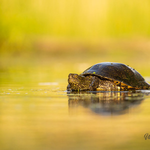 2023-05-23 - Schildpad in gouden licht<br/>Fotohutten Bence Máté - Cinema - Pusztaszer - Hongarije<br/>Canon EOS R5 - 330 mm - f/7.1, 1/640 sec, ISO 1600