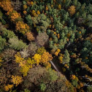 2025-11-07 - Het pad door het herfstbos<br/>Veluwe - Nederland<br/>DJI Mini 3 Pro - 6.7 mm - f/1.7, 1/125 sec, ISO 100