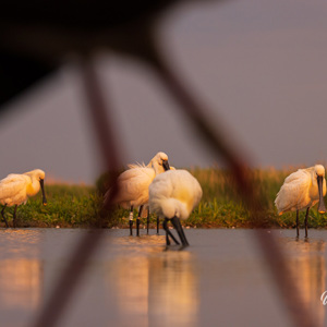 2023-05-27 - Lepelaars<br/>Fotohutten Bence Máté  Theater - Pusztaszer - Hongarije<br/>Canon EOS R5 - 158 mm - f/5.6, 1/320 sec, ISO 1600