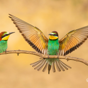 2023-05-24 - De landing op een tak van een bijeneter is spectaculair<br/>Fotohutten Bence Máté - Csongrád - Pejkó Lovas Panzió - Hongarije<br/>Canon EOS R5 - 200 mm - f/5.0, 1/1000 sec, ISO 2500