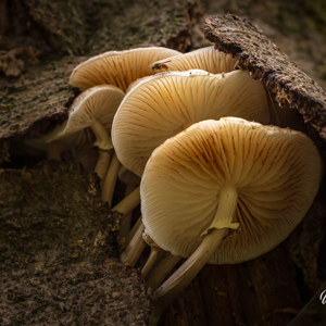 2025-10-10 - I want to break free<br/>Krakelingsebos - Zeist - Nederland<br/>Canon EOS R5 - 100 mm - f/8.0, 0.02 sec, ISO 1600