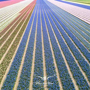 2023-04-18 - Bloembollenveld tot in het oneindige, met drone gefotografeerd<br/><br/>FC3582 - 6.7 mm - f/1.7, 1/1000 sec, ISO 150