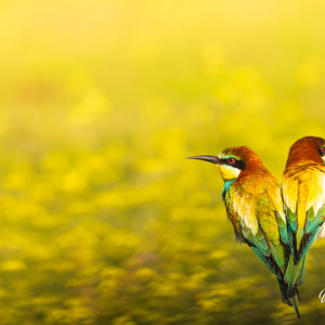 2023-05-24 - Gezellig stelletje bijeneters<br/>Fotohutten Bence Máté - Csongrád - Pejkó Lovas Panzió - Hongarije<br/>Canon EOS R5 - 400 mm - f/6.3, 1/2000 sec, ISO 1600