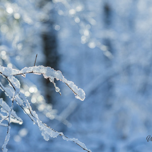 2026-01-04 - Subtiel laagje sneeuw op het dunne takje<br/>Bornia -Heidestein - Zeist - Nederland<br/>Canon EOS R6m2 - 120 mm - f/5.0, 1/800 sec, ISO 800