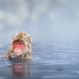 2026-02-13 - Rode gezichten in het warme water<br/>Jigokudani Monkey Park - Yamanouchi - Japan<br/>Canon EOS R5m2 - 200 mm - f/3.5, 1/200 sec, ISO 800