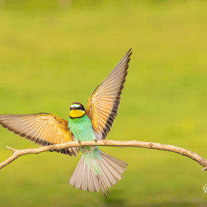 2023-05-24 - Aanvliegende bijeneter - prachtig die vleugels<br/>Fotohutten Bence Máté - Csongrád - Pejkó Lovas Panzió - Hongarije<br/>Canon EOS R5 - 214 mm - f/6.3, 1/3200 sec, ISO 6400