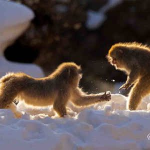 2026-02-13 - Sneeuw-gevecht<br/>Jigokudani Monkey Park - Yamanouchi - Japan<br/>Canon EOS R5m2 - 343 mm - f/7.1, 1/400 sec, ISO 200