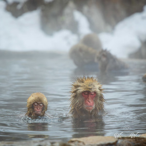 2026-02-14 - Another bad hariday...<br/>Jigokudani Monkey Park - Yamanouchi - Japan<br/>Canon EOS R5m2 - 105 mm - f/4.0, 1/160 sec, ISO 500