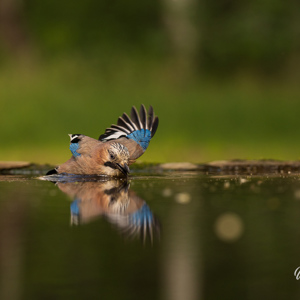 2023-05-26 - Fraaie kleuren heeft een Gaai<br/>Fotohutten Bence Máté  Drinkin - Pusztaszer - Hongarije<br/>Canon EOS R5 - 255 mm - f/5.6, 1/640 sec, ISO 1600