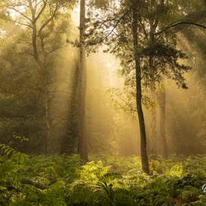 2024-09-07 - Sfeer in het bos<br/>Nederland<br/>Canon EOS R5 - 85 mm - f/8.0, 0.04 sec, ISO 100