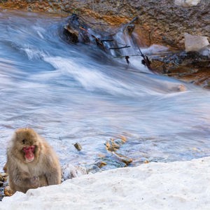 2026-02-15 - Mooi contrast tussen aap, rivier en sneeuw<br/>Jigokudani Monkey Park - Yamanouchi - Japan<br/>Canon EOS R5m2 - 176 mm - f/10.0, 0.1 sec, ISO 100
