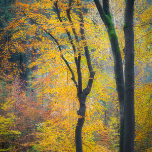 2021-11-13 - Dansend in de herfstkleuren<br/>Krakelingse Bos - Zeist - Nederland<br/>Canon EOS 5D Mark III - 168 mm - f/11.0, 1.6 sec, ISO 100