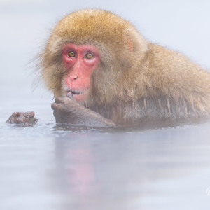 2026-02-14 - Oeps, betrapt<br/>Jigokudani Monkey Park - Yamanouchi - Japan<br/>Canon EOS R5m2 - 500 mm - f/7.1, 1/500 sec, ISO 1600