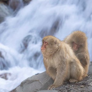 2026-02-15 - Er werd ook aardig wat afgevlooid<br/>Jigokudani Monkey Park - Yamanouchi - Japan<br/>Canon EOS R5m2 - 200 mm - f/9.0, 0.05 sec, ISO 100